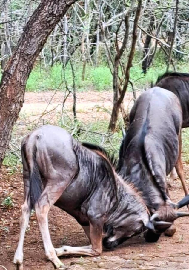 Lion King Villa Marloth Park Dış mekan fotoğraf