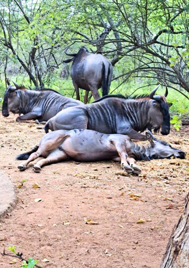 Lion King Villa Marloth Park Dış mekan fotoğraf